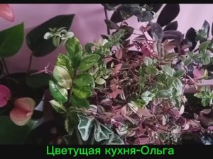 Домашние цветы! ! Веселое хобби которому требуется все больше времени .