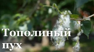 В ЛНР увеличилось число аллергиков
