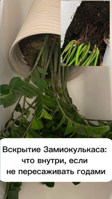 Замиокулькас. Как правильно разделить и пересадить.