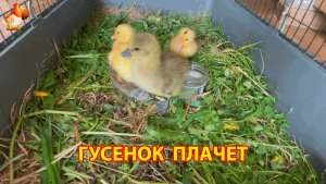 Три птенца с птичьего рынка – утята и гусёнок осваиваются в новом доме (4)