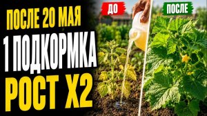 ТОП Подкормка конца мая — Х2 рост растений уже в этом сезоне!