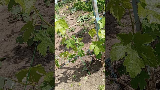 1000105016.mp43.5 часа занималась всем понемножку