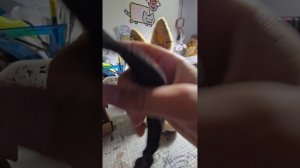 Пдб/плюшевый дог блогер/влог