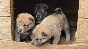 Щенки просыпаются