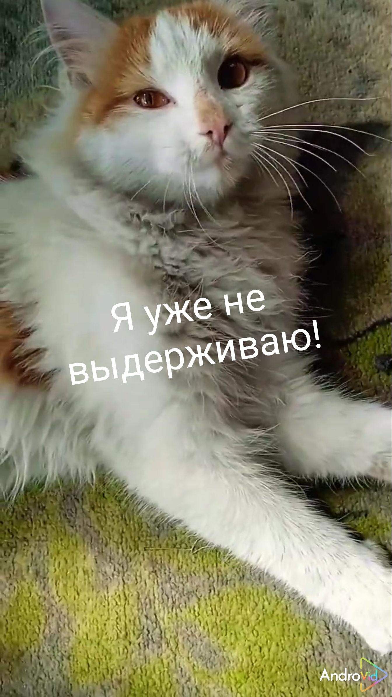 Вася требует  полдника! 😻 Добавки котикам! 😁 26-05-2026