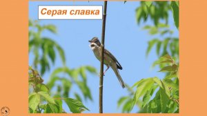 Дикарка лесная поёт - еще одна знакомая песенка из зарослей