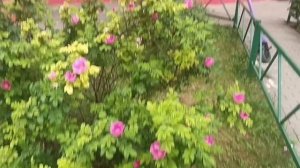 КАЗАН КАЗИЕВ **СКРИПАЧ**ЭТО ПРОСТО💞 КРУТО. ОЧЕНЬ ДАЖЕ. ПОСЛУШАЙТЕ. ЖЁЛТЫЕ ЦВЕТЫ ШИПОВНИК ТАК ЦВЕТЁТ