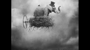 Coccolino Deep - Don't forget to fly