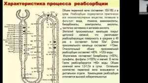 Выделение. Дьяконова И.Н.