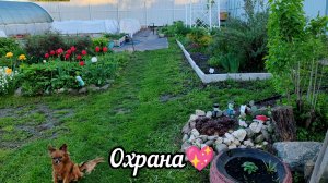 😊 Что купили у бабушек на рынке.Дополола цветник🌷 .Зажрали комары🦟 .Моя охрана💖