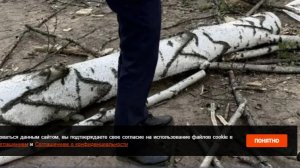 Упавшее дерево насмерть придавило школьницу в Прикамье