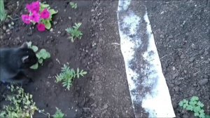 26.05.26. Прошлась по огороду, кое что уже выросло😊Как хорошо в жару купаться в бассейне.