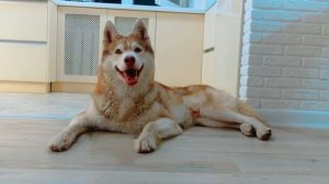 МЕГА СЁМГА НАПАЛ НА НАШ ГОРОД!! Хаски Бублик Говорящая собака