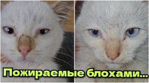 Соколовские котята : Людовик (самый вялый), Влад второй беленький (более активный) и Руфус (рыжий)