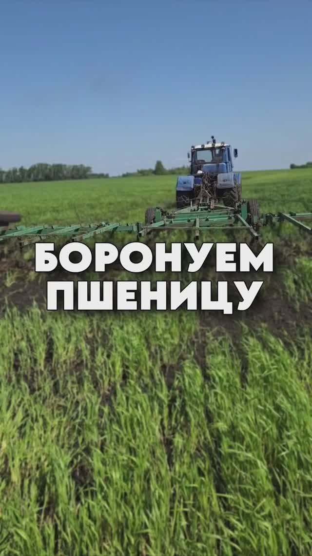 Боронование пшеницы #AUM #YogaFerma #фермер #пшеница #сельскоехозяйство #фермер