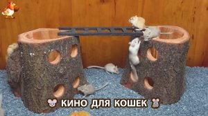 Видео для кошек про крысок развлекать питомцев 🐭🐀😂 (542)