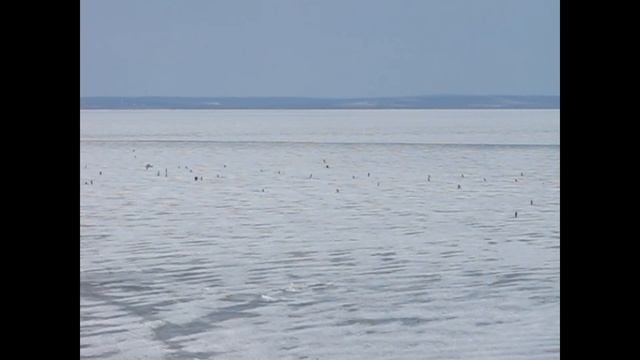 Пингвины Амурского залива