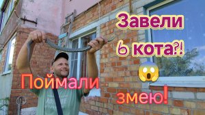 Завели Мурзика😸🫣/Поймали огромного УЖА/Как самим перетянуть СЕТКУ на окно/Ремонт в КВАРТИРЕ СССР