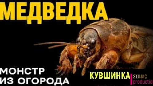 Медведка Монстр из Вашего Огорода смотреть онлайн