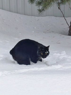 я новая учасница