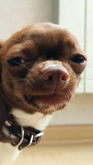 Собака о белках.... #собака #chihuahuafanclub #chihuahua смотреть онлайн