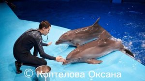моидельфины
