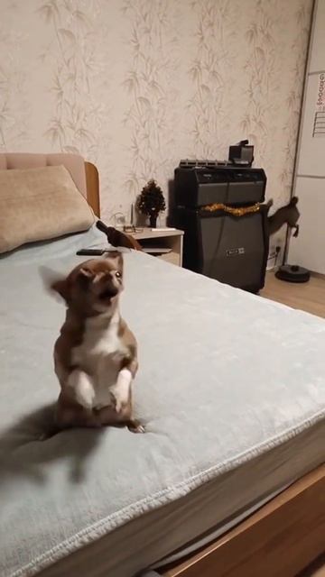Собакоапокалипсис #chihuahuafanclub #chihuahua #dogs смотреть онлайн