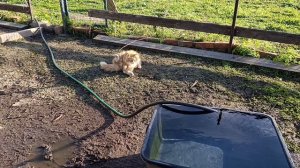 Гусь 🪿 Серый в гордом одиночестве. Рыжий кот Фокс 🐱 пёс Ева 🐈 утки 🦆