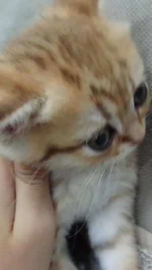 каа