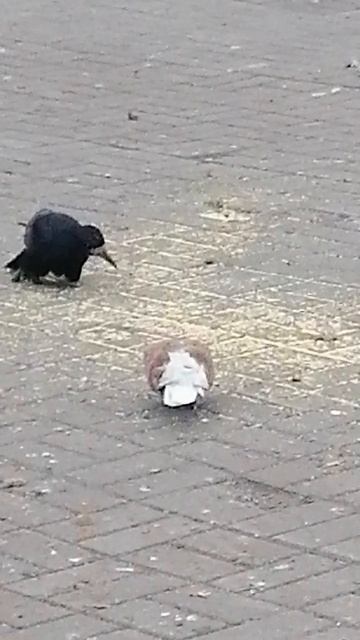 VID_20251015_070512.mp4