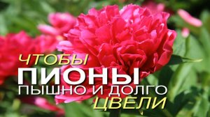 Подкормка ПИОНОВ во время БУТОНИЗАЦИИ.