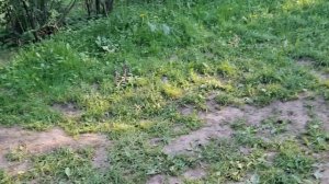влог с моим котиком басиком Васей в коломенском парке