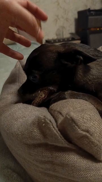 собачачьи вибрации #chihuahuafanclub смотреть онлайн
