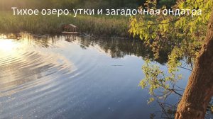 Секретная жизнь парка Юбилейный: утки и скрытная ондатра