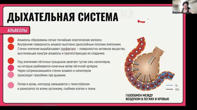 Дыхательная система