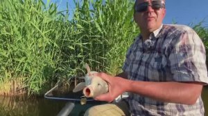 Сазаны на макуху. Хорошая рыбалка, приличные результаты