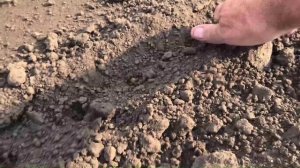 О посеве кукурузы на даче