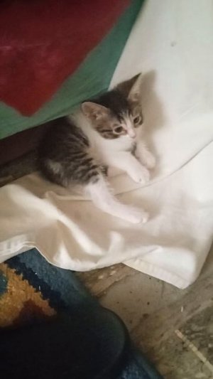 Мой кот 🐱 Лежит И Отдыхает❤️