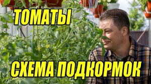 Схема подкормки томатов на базе комплексных минеральных удобрений АКВАРИН ПРОФИ