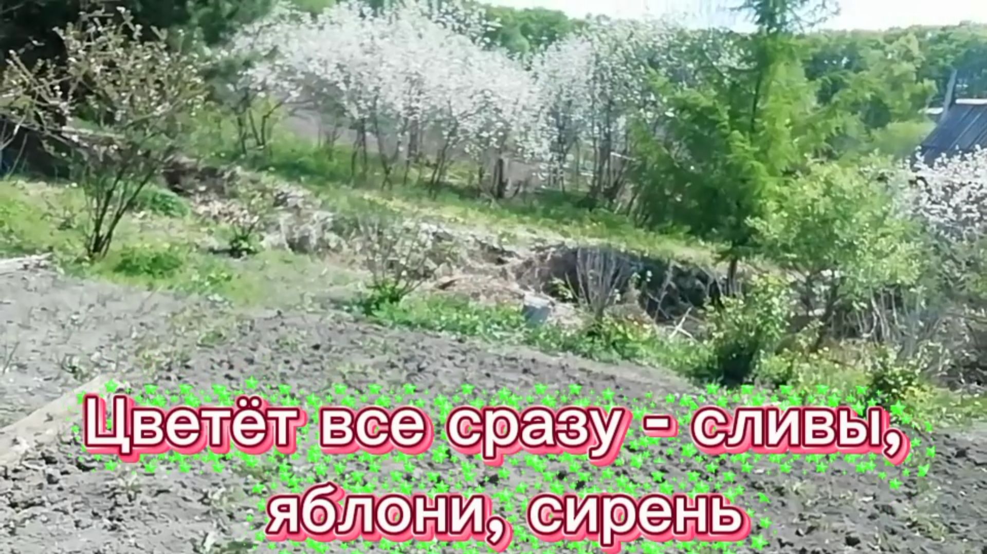 Цветёт все сразу - яблони, сливы, сирень