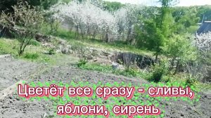 Цветёт все сразу - яблони, сливы, сирень