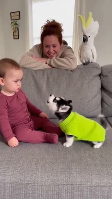 Смешные домашние животные