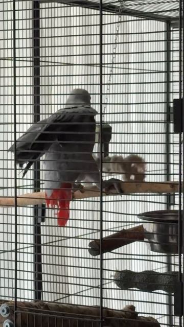 26-05-2026. Попугая 🦜 Жако, учат говорить. смотреть онлайн