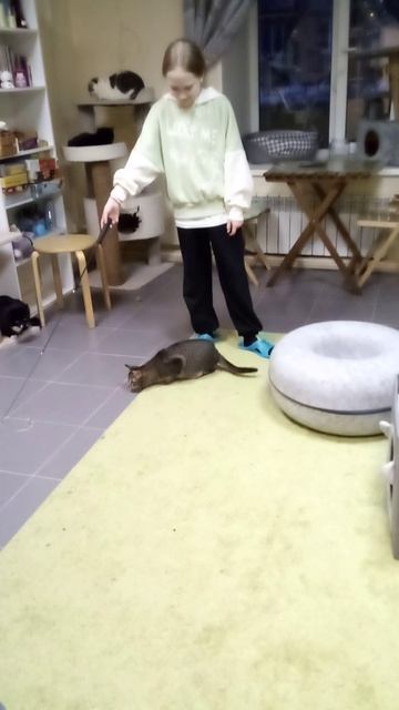 кот игрулькин