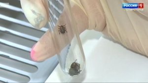 На Ставрополье выявлены случаи заражения клещевым боррелиозом