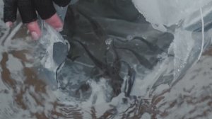 Выпуск 70 тысяч мальков сибирского осётра в реку Чара