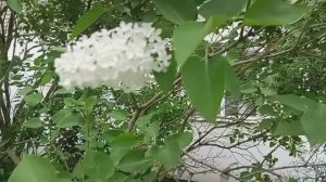 Один раз в год Сирень цветет.
