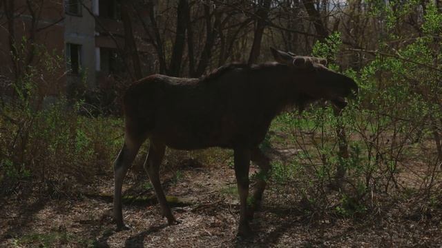 Радиоактивный лось Припяти Radioactive moose of Pripyat смотреть онлайн