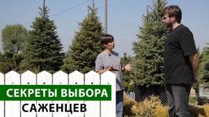 Как выбрать идеальные саженцы? Секреты профессионального питомника. Часть 1