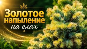 Золотое напыление на елях